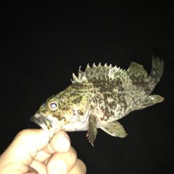 どシャローゲーム