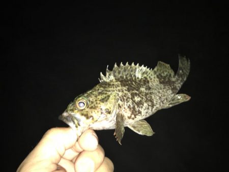 どシャローゲーム