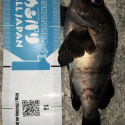 まだまだメバリング