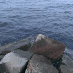 芦屋のグレ開幕戦