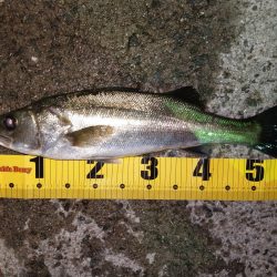 久しぶりに釣り