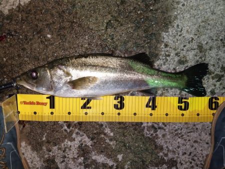 久しぶりに釣り