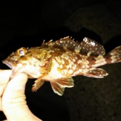 灘浜で根魚