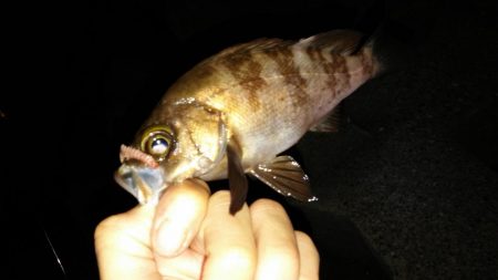 鮎竿でメバル釣り