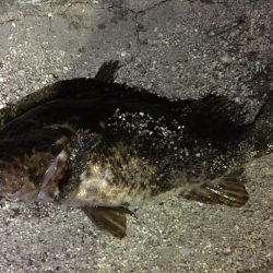 爆風の天保山、キビレ含む16連発！