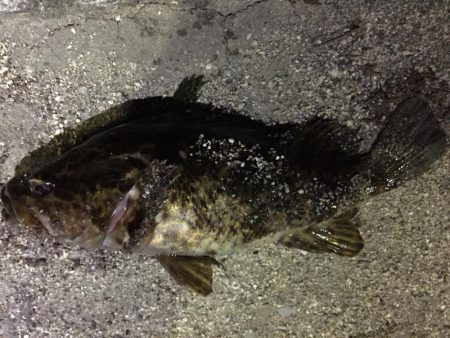 爆風の天保山、キビレ含む16連発！