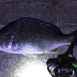 天保山、キビレ4枚含む20連発