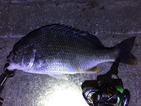 天保山、キビレ4枚含む20連発