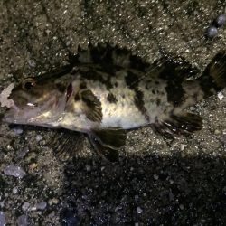 天保山、ダウンショットでタケノコ7匹。