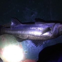 バチ抜け祭り、7バイト7キャッチ！