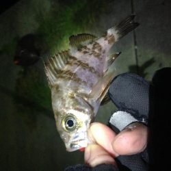 小メバルばかり…