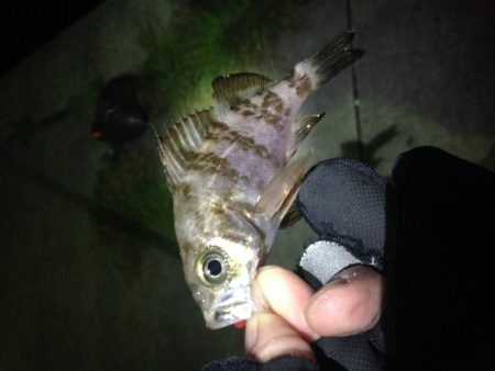 小メバルばかり…