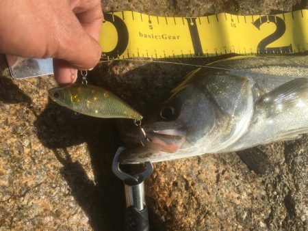 ボトム ズル引きパターンで