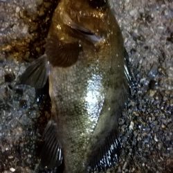 久々のグッドサイズ