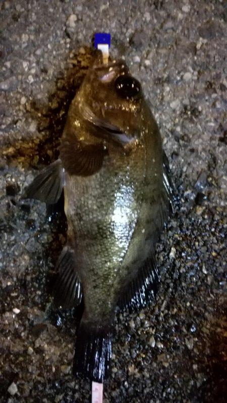 久々のグッドサイズ