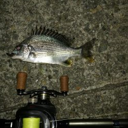 連日フェリーターミナルのヘチ釣り（本日も小さいながらキビレゲット！）