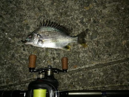 連日フェリーターミナルのヘチ釣り（本日も小さいながらキビレゲット！）