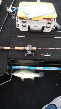 GW終盤まだシヤロー好調