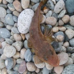 大きなエソと小さなマゴチが釣れましたー