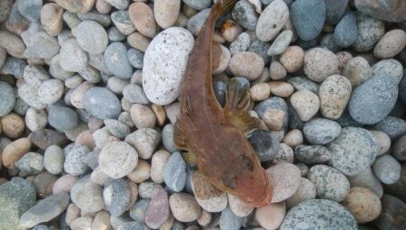 大きなエソと小さなマゴチが釣れましたー