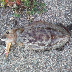 やった！モンゴウイカ、キロアップ！