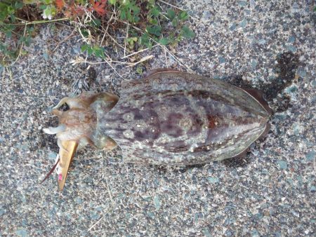 やった！モンゴウイカ、キロアップ！