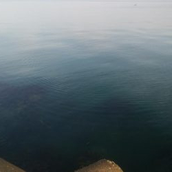 ひらめが釣れましたー