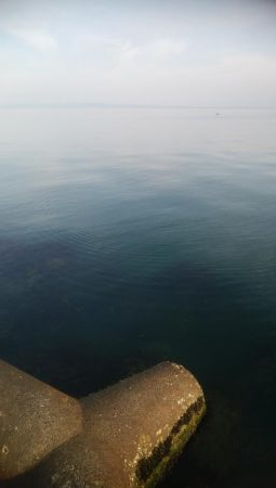 ひらめが釣れましたー