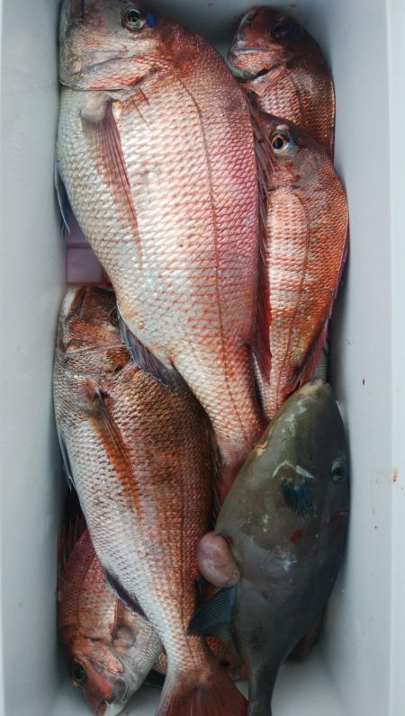 真鯛完全ふかせ