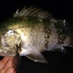 風が強い中メバリング