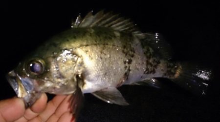 風が強い中メバリング