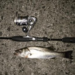 ナイトシーバス→デイマゴチ