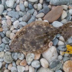 またまた、ヒラメ釣れました！