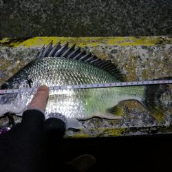 南港フェリーヘチ釣り（本日も小キビレ釣れました、３２ｃｍキビレ）