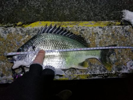 南港フェリーヘチ釣り（本日も小キビレ釣れました、３２ｃｍキビレ）