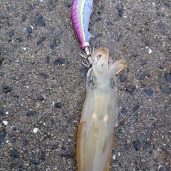 朝と夕方短時間エギング