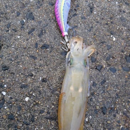 朝と夕方短時間エギング