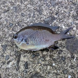 久しぶりの釣行