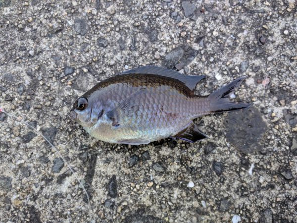 久しぶりの釣行