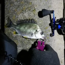 南港フェリーでヘチ釣り（久々の大ガシラ？タケノコ？）