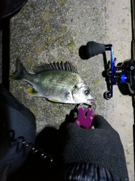 南港フェリーでヘチ釣り（久々の大ガシラ？タケノコ？）