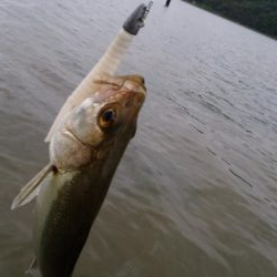 ウェーディング