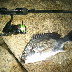 チニング&シーバス