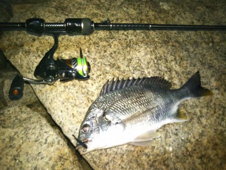 チニング&シーバス