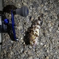 久々のカモメ大橋ヘチ釣り釣行(43cmキビレ他釣果有り!)