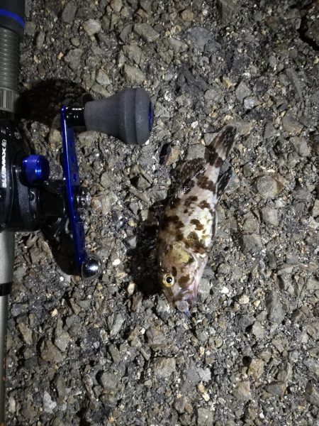 久々のカモメ大橋ヘチ釣り釣行(43cmキビレ他釣果有り!)