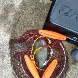 アジ釣れ出す・・グレも・・