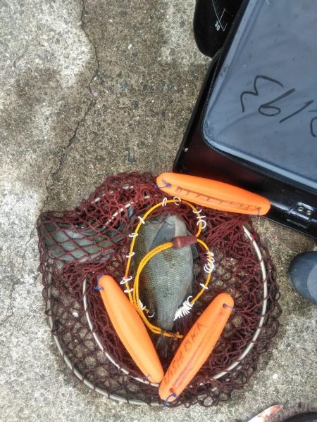 アジ釣れ出す・・グレも・・