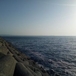 めばる調査のはずが、、