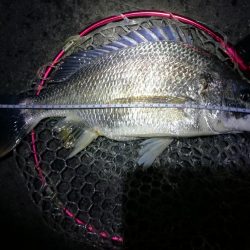 南港カモメ大橋釣行(頭42.5cmキビレチヌ他釣果有り